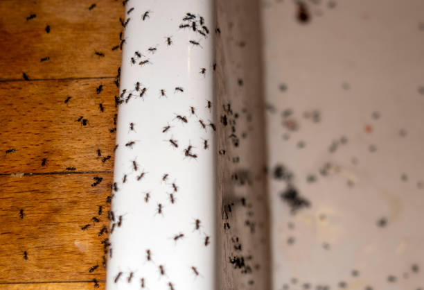 Best Pest Prevention Services  in Bent, NE