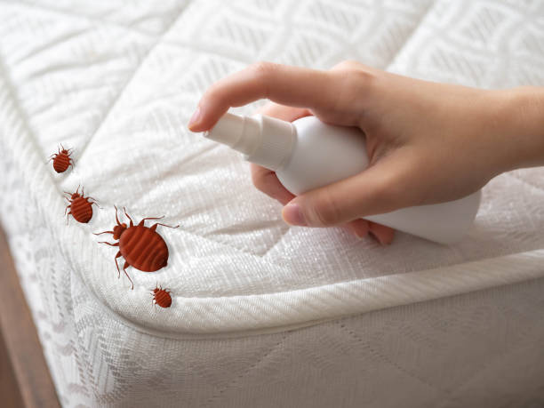 Best Emergency Pest Control  in Bent, NE